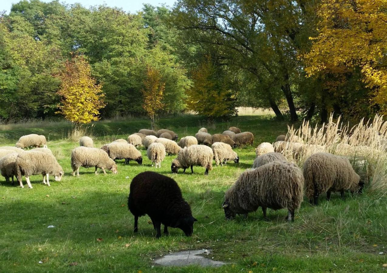 Gut Am See Гёрлиц Экстерьер фото